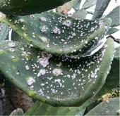 Cochineal scales on a prickly pear cactus. Photo by Lauren Fordyce, UC IPM.