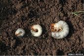 Grub size can be helpful in identification. Common white grub species left to right are: Japanese beetle, European chafer, and June beetle. Photo by David Cappaert, Bugwood.org