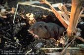 Adult pocket gopher. Photo by A. Charles Crabb.