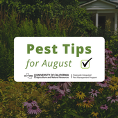 Pest tips for August.