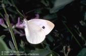 Cabbageworm butterfly. Photo by Jack Kelly Clark.