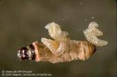 Goniozus legneri larvae emerge from a navel orangeworm caterpillar. Photo by Jack Kelly Clark.