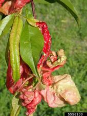 Distorted, reddened leaves caused by peach leaf curl. Whitney Cranshaw, Colorado State University, Bugwood.org