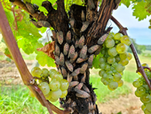 Figure 1. Spotted lanternflies on grapevines. Photo Credit: Heather Leach, Penn State University.