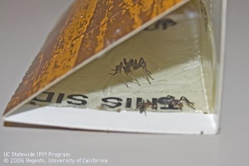 How to use sticky traps, detect insects