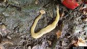 Shovel-headed garden worm, Bipalium kewense. Photo by Whitney Cranshaw, Colorado State, Bugwood.org