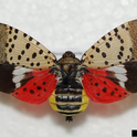 Spotted lanternfly adult. Photo by Pennsylvania Department of Agriculture, Bugwood.org