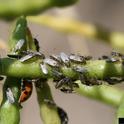 False chinch bugs aggregating on a seedpod. Photo by Whitney Cranshaw, Colorado State University, Bugwood.org
