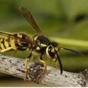 The German yellowjacket is a common pest in urban areas. Photo by Joseph Berger, Bugwood.org