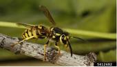 A yellow and black striped wasp with its wings raised, walking on a branch.