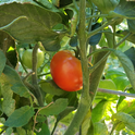 A tomato plant with curled leaves. Photo by Belinda Messenger-Sikes, UC IPM.
