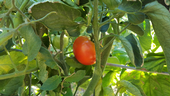 A tomato plant with green, upward cupped leaves and a ripe red tomato.