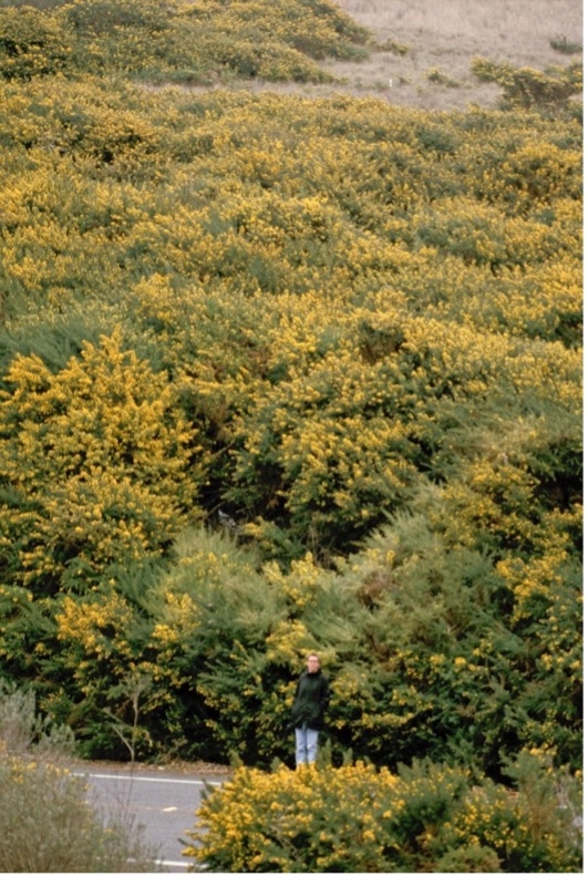 A person standing in front of a hillside covered in yellow flowering French broom shrubs.
