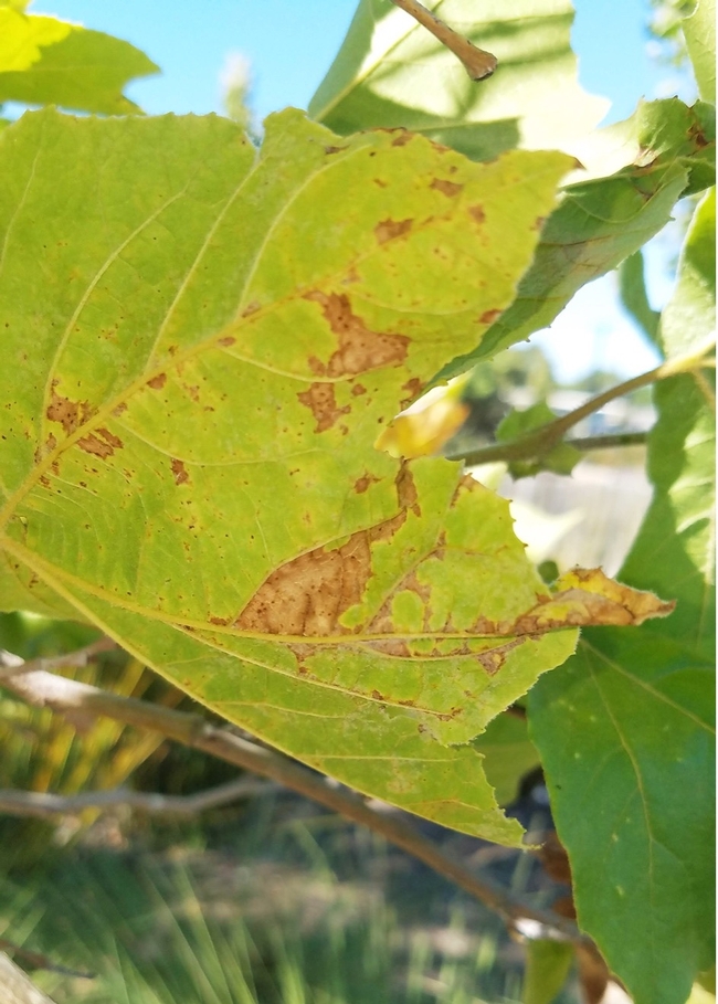 Close up of a green sycamore tree leaf with irregular brown spots.