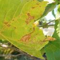 Figure 1. Anthracnose symptoms on a sycamore leaf. Photo by Belinda Messenger-Sikes, UC IPM.