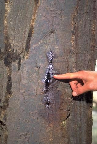 A person pointing to a dark, oozing spot on a tree trunk.