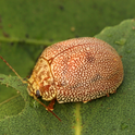 Figure 1. Adult dotted paropsine leaf beetle. Photo by Martin Lagerwey.