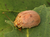 A small, round tan beetle covered in tiny orange dots.
