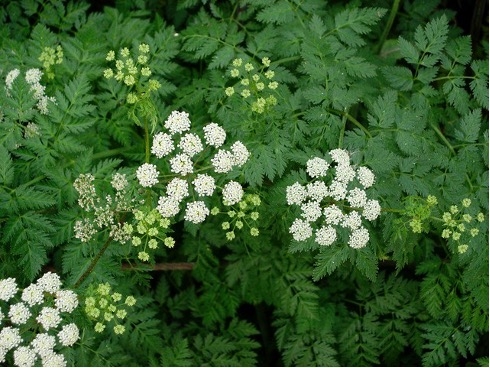 Green feather-like leaves and white flat, clusters of flowers.