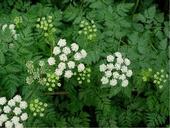 Green feather-like leaves and white flat, clusters of flowers.