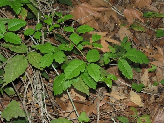 Leaflets of three green lobed leaves growing close to the ground covered in leaves.