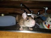 A close up of a brown mouse in a kitchen sink, with dishes in the background.