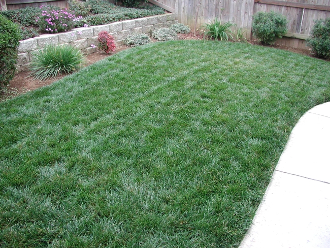 A green backyard lawn surrounded by small shrubs.