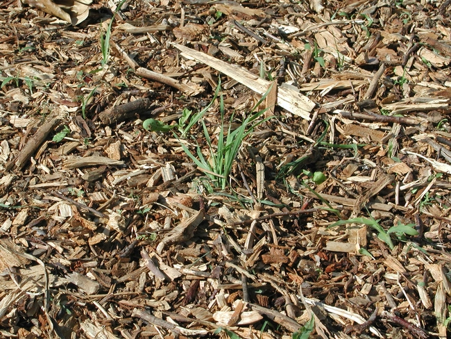 Weeds growing through a layer of mulch.