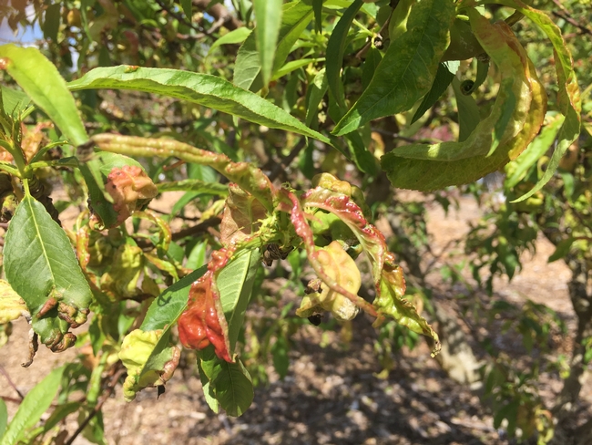 A close up of narrow, long green leaves of a peach tree. Some leaves have curled and are red and distored from peach leaf curl.