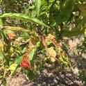 A tree showing symptoms of peach leaf curl. Photo by Karey Windbiel-Rojas, UC IPM.