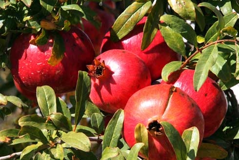 Bright pinkish red round pomegranate fruit on a tree.