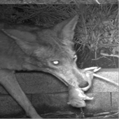 Figure 1. A coyote scavenging a dead rat in a suburban backyard. Photo by game camera.