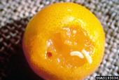 White fruit fly maggots feeding on the flesh inside of a citrus fruit.
