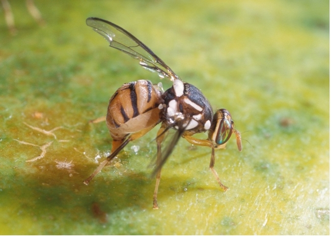 A fruit fly laying eggs into a green mango fruit.