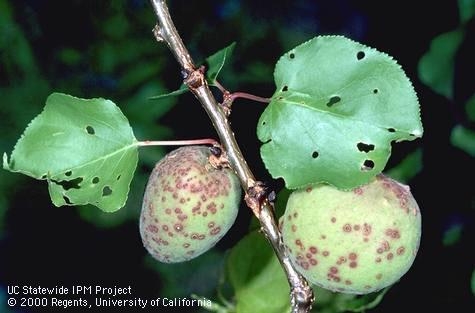Leaves with round holes in them and green fruit with red spots on them.