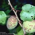 Figure 3. Shot hole symptoms on apricot leaf and young fruit. Photo by Jack Kelly Clark.