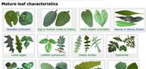 Figure 1. Broadleaf plant characteristics page from the UC IPM Weed Gallery. for Pests in the Urban Landscape Blog