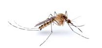 West Nile virus is mainly spread by Culex mosquitoes. Photo by Matthew Bertone, North Carolina State University Extension. for Pests in the Urban Landscape Blog