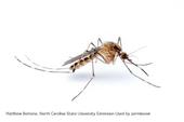 West Nile virus is mainly spread by Culex mosquitoes. Photo by Matthew Bertone, North Carolina State University Extension.