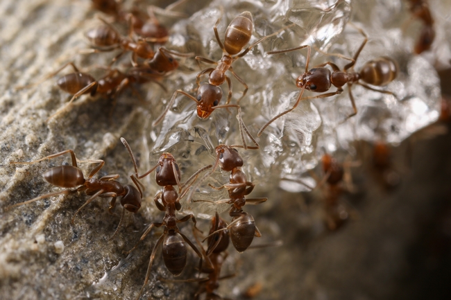 Figure 2. Ants consuming a gel bait. Photo by Dong-Hwan Choe.