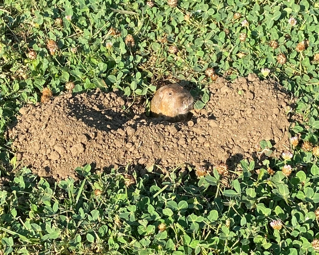 A gopher poking it's head out of a mound of dirt in a lawn.
