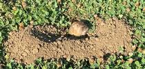 Figure 1. Pocket gopher looking out of its mound in a clover-filled lawn. Photo by Karey Windbiel-Rojas. for Pests in the Urban Landscape Blog
