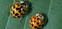 You can distinguish the multicolored Asian lady beetle from other common lady beetles by looking for the distinct dark M- or W-shaped marking on the prothorax, behind their head. Photo by Jack Kelly Clark. for Pests in the Urban Landscape Blog