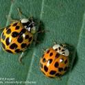 You can distinguish the multicolored Asian lady beetle from other common lady beetles by looking for the distinct dark M- or W-shaped marking on the prothorax, behind their head. Photo by Jack Kelly Clark.
