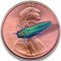 Adult emerald ash borer on a US penny for size comparison. Photo by Howard Russell, Michigan State University, Bugwood.org.