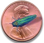 A long, metallic green beetle on a penny.