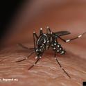 Adult Asian tiger mosquito,  Aedes albopictus. Photo by Jim Occi, BugPics, Bugwood.org.