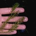 Mature plant of hydrilla. Photo by Jack Kelly Clark.