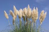 Tall, off-white, feathery-looking seed heads against the blue sky.