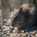 An urban rat foraging on the ground. Photo by Pexels.com